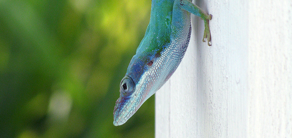 "Carolina Anole", 2008
