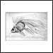 Fish Sketch